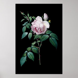 English pink rose of Redoute black background post Poster