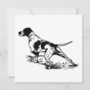 English Pointer