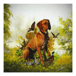 English pointer, bird hunting  photo print