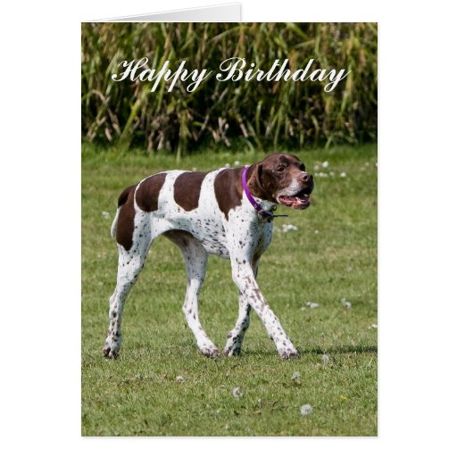 English Pointer dog happy birthday card | Zazzle