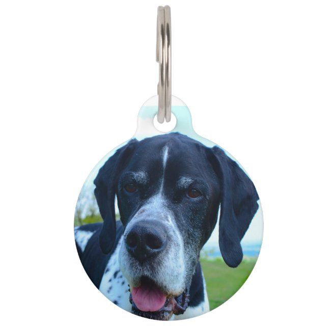 English Pointer Dog. Pet Tag (Front)