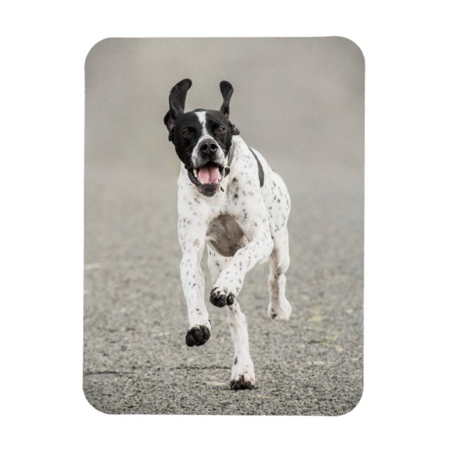 English Pointer Magnet (Vertical)
