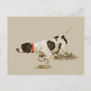 English Pointer Postcard