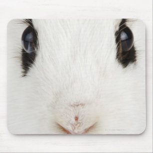 English rabbit (Oryctolagus cuniculus) Mouse Mat