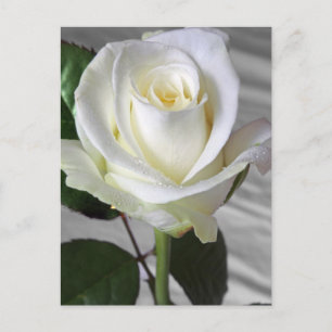 English Rose Card