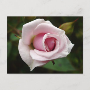 English Rose Postcard