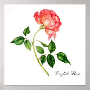 English Rose Poster