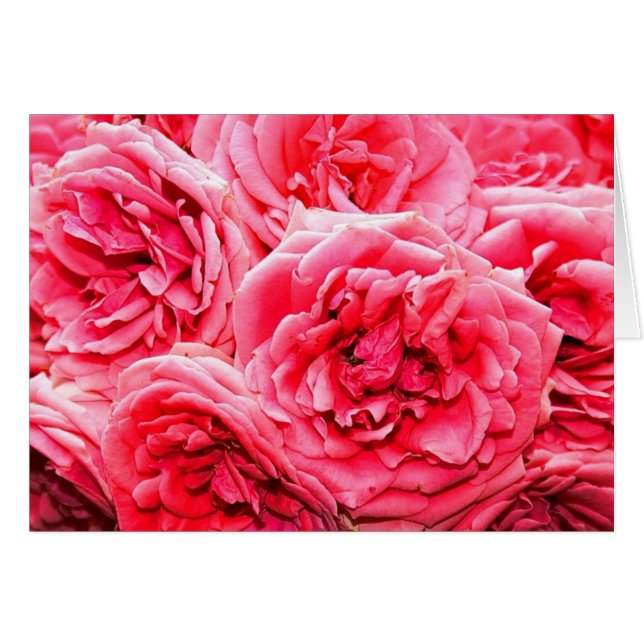 English Roses Bouquet (Front Horizontal)