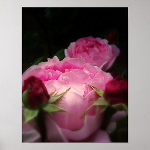 English Roses Pink Poster
