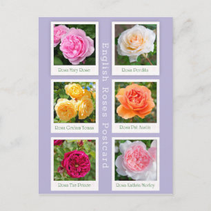 English Roses Postcard