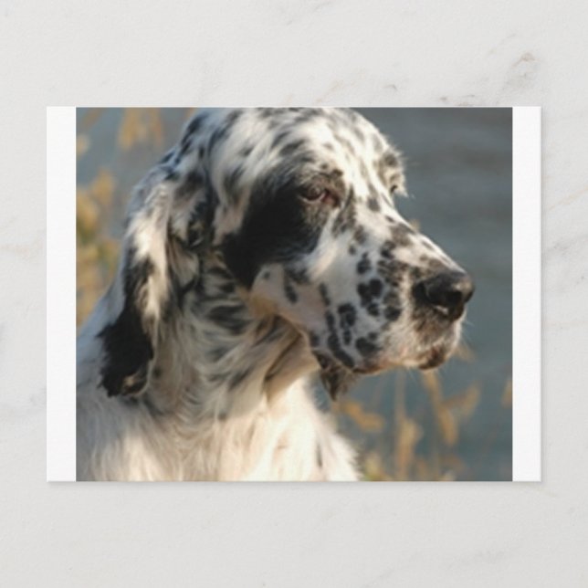 english setter 2.png postcard (Front)