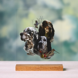 English Setter  Acrylic Sign