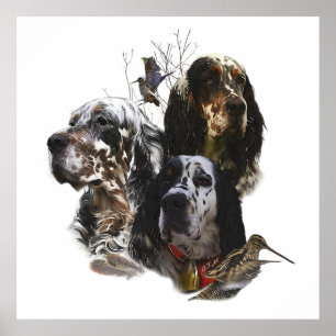English Setter , bird hunting  Poster