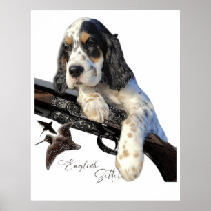 English Setter, cute puppy   Poster