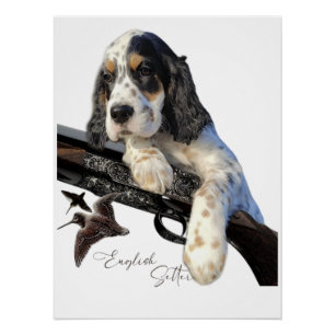 English Setter, cute puppy  Poster