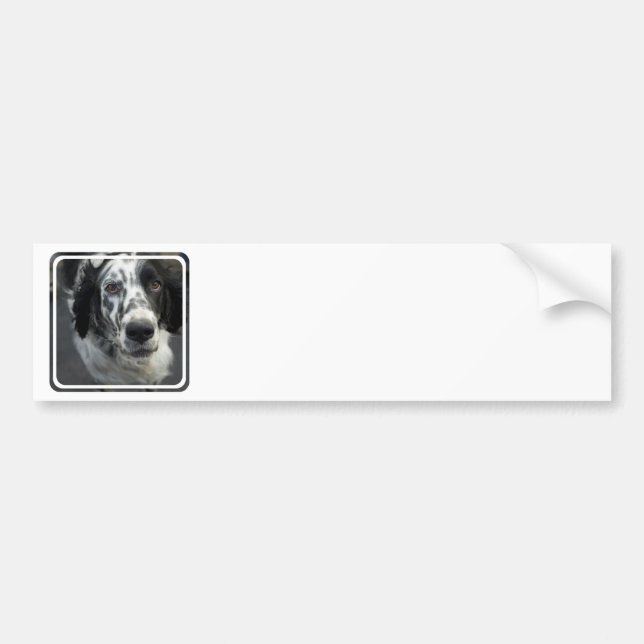 English Setter Dog Bumper Stickers (Front)