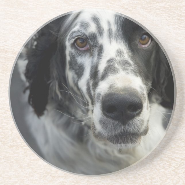 English Setter Dog Coasters (Front)