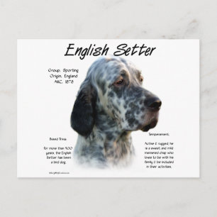 English Setter History Design Postcard