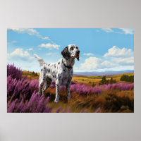 English Setter on the moor
