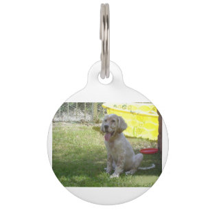 english setter orange_belton_puppy pet tag