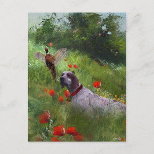 English Setter , Pheasant hunting  Postcard