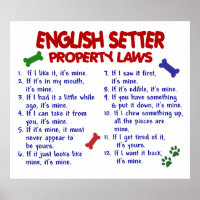 ENGLISH SETTER PL2
