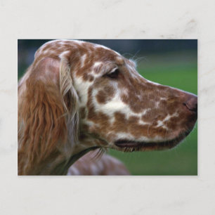 English Setter Postcard