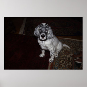English Setter Poster