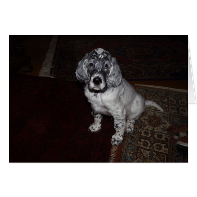 English Setter Puppy (Front Horizontal)