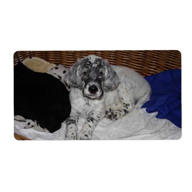 English Setter Puppy (Front)