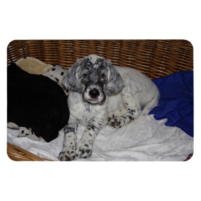 English Setter Puppy Magnet (Horizontal)