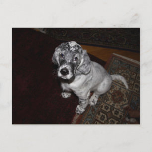 English Setter Puppy Postcard