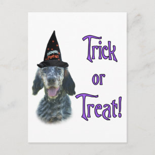 English Setter Trick Postcard