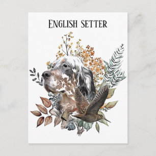 English setter , Woodcock Hunting , Art  Postcard