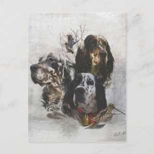 English Setter , woodcock hunting  Postcard