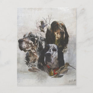 English Setter , woodcock hunting  Postcard