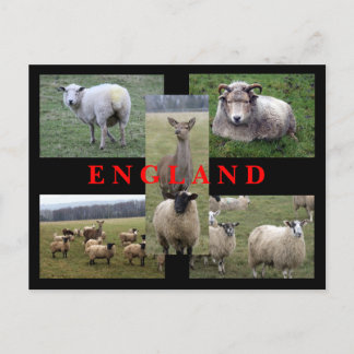 English Sheep Scenes Postcard