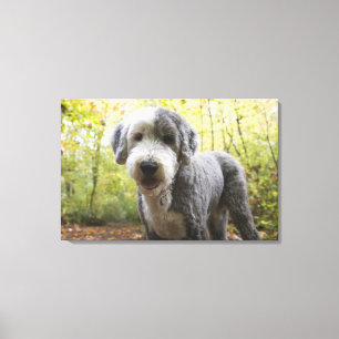 English Sheepdog puppy in forest Canvas Print