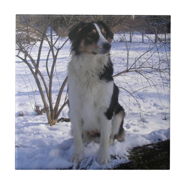 English Shepherd - Paige Tile (Front)