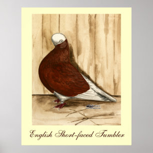 English Shortfaced Bald Pigeon Poster