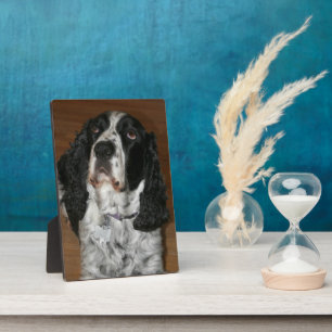 English Spring Spaniel Pet Photo Plaque