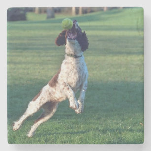 english springer catching ball.png stone coaster