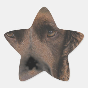 English Springer Dogs Star Sticker
