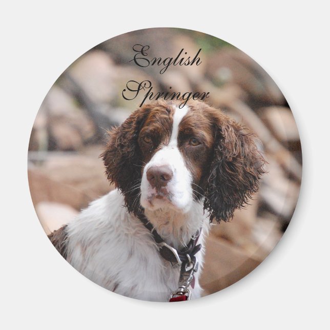 English Springer Magnet (Front)