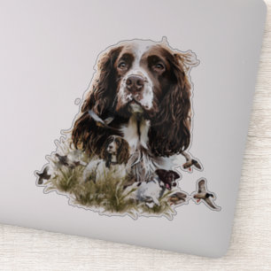 English Springer Spaniel