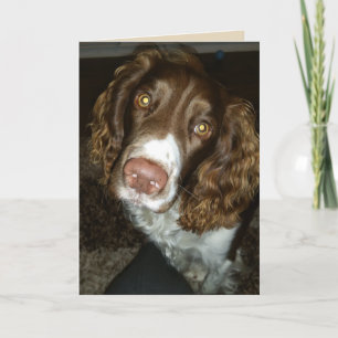 English springer spaniel birthday card