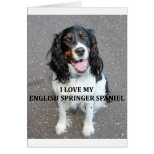 english springer spaniel black white tan love with
