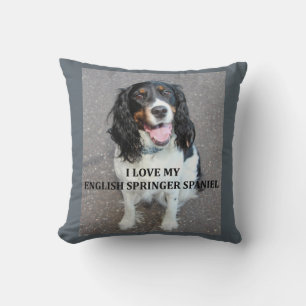 english springer spaniel black white tan love with cushion