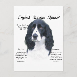English Springer Spaniel (blk) History Design Postcard