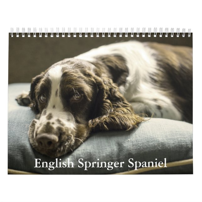 English Springer Spaniel Calendar (Cover)